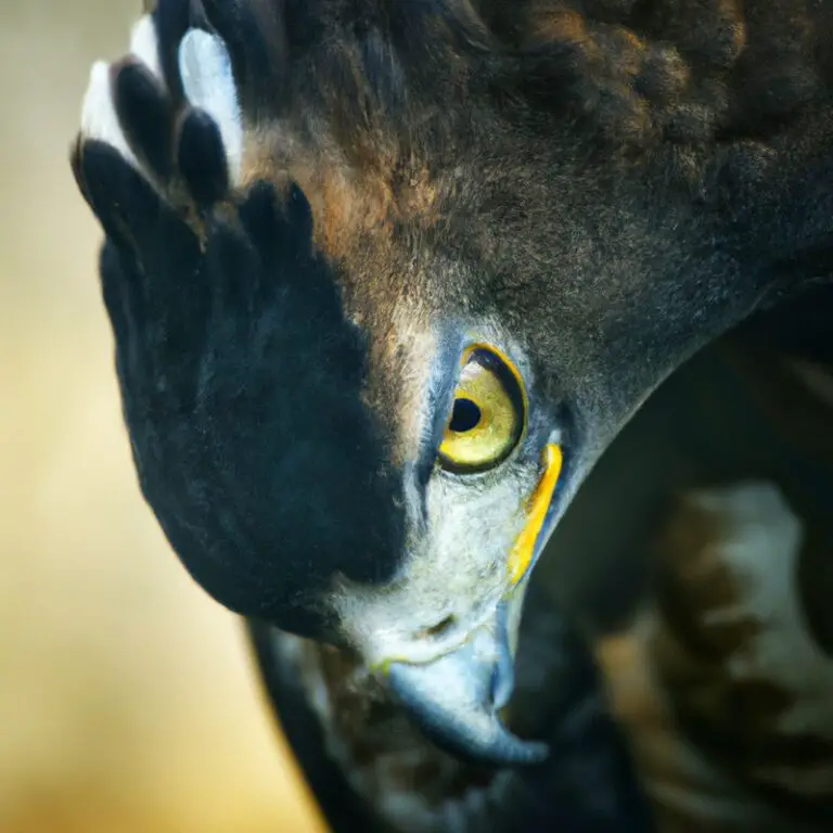 Aguila crestada en vuelo