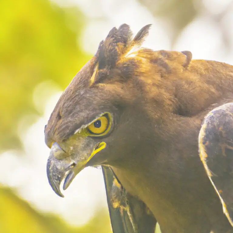 Águila crestada fosilizada.