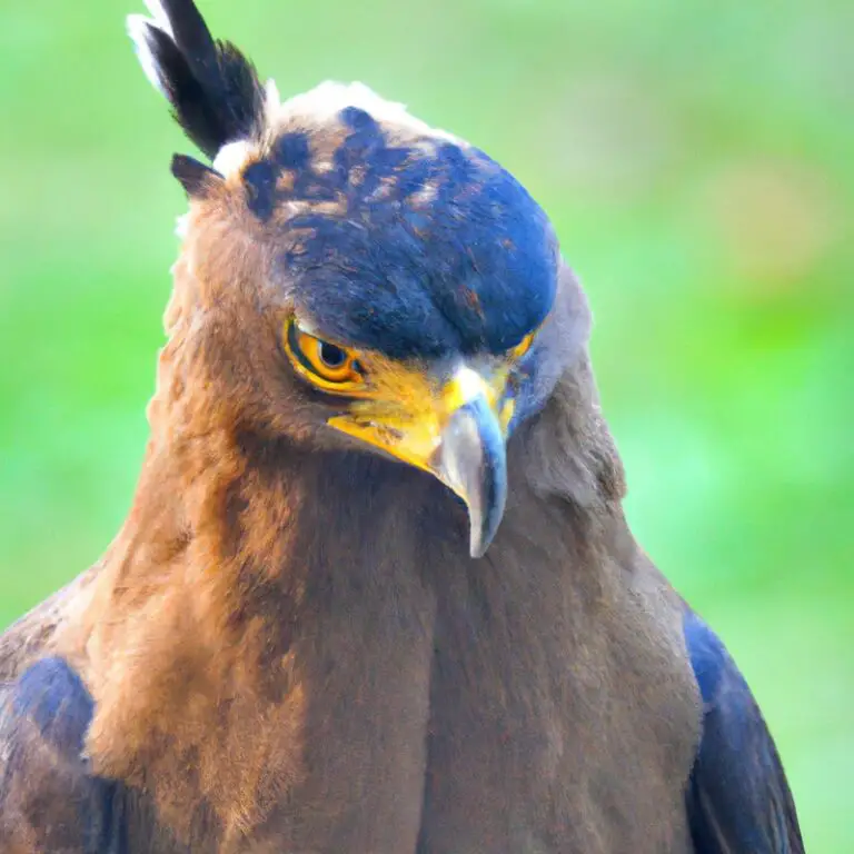 Águila crestada majestuosa.