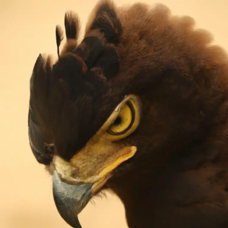 Aguila crestada migrando.