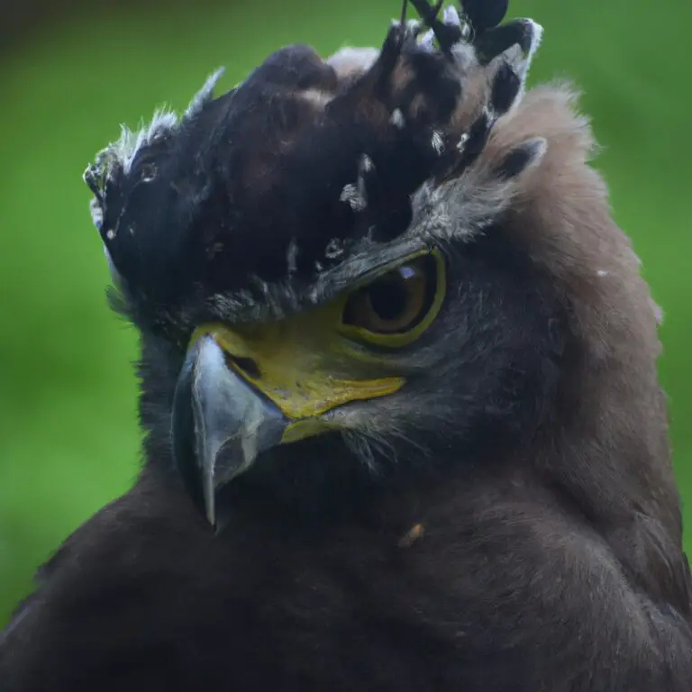 Águila crestada posada.