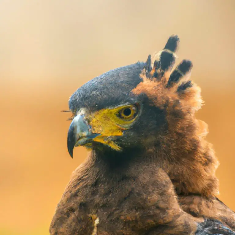 Águila crestada sobre río.