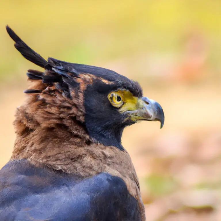 Águila crestada volando.