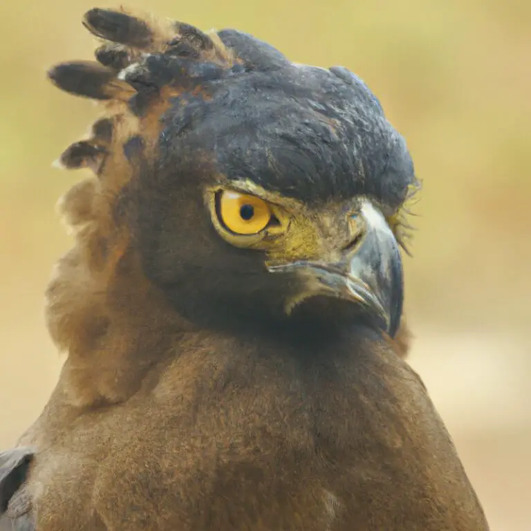 Águila crestada volando.