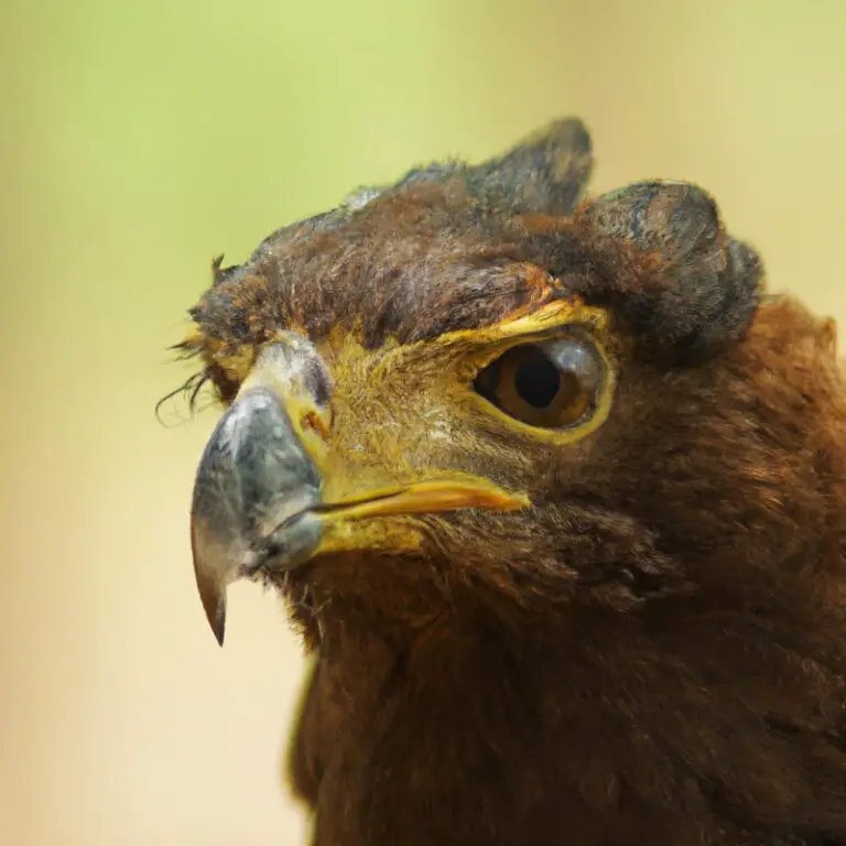 Águila crestada volando