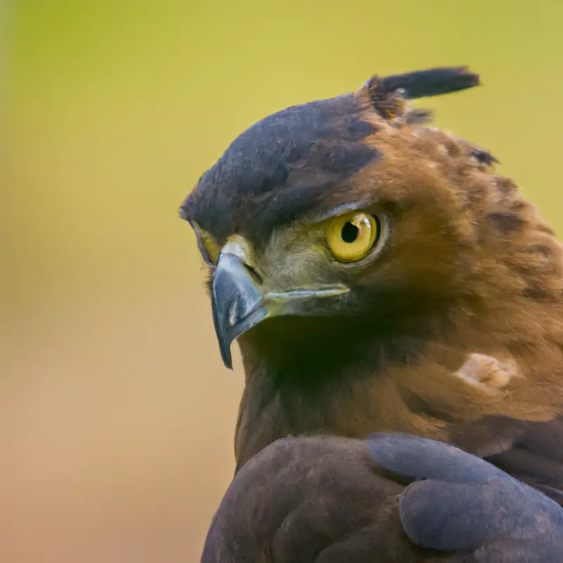 Águila crestada volando.