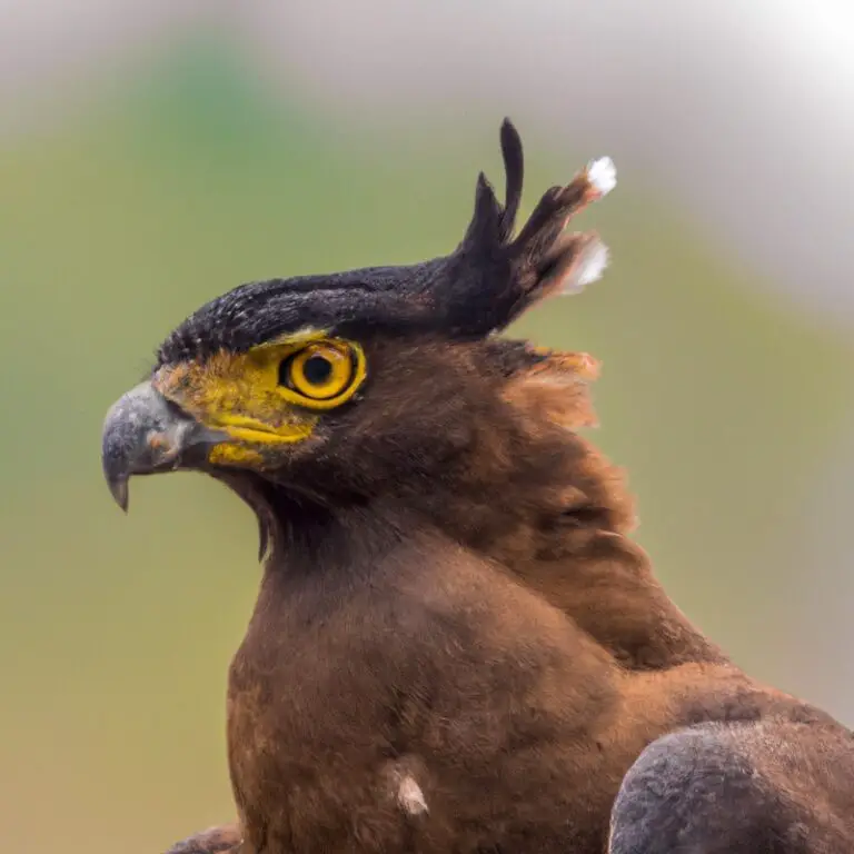 Águila crestada volando.