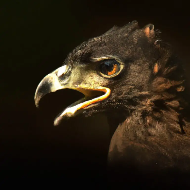 Águila crestada volando.