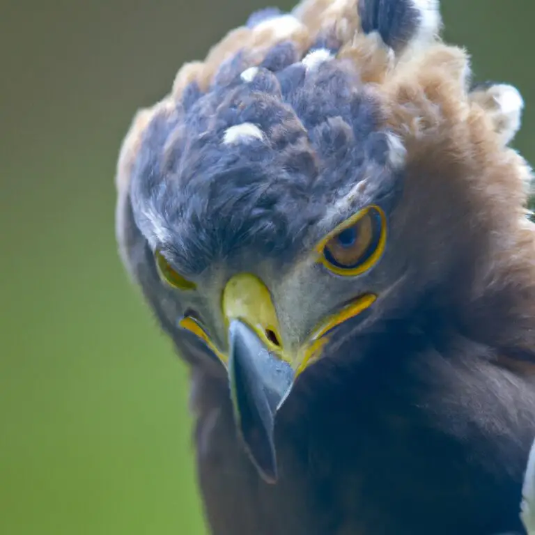 Águila crestada volando.