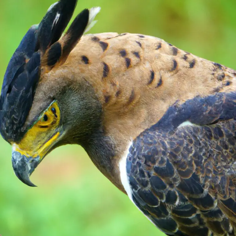 Águila crestada volando.