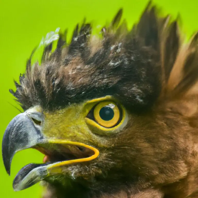 Aguila crestada volando.