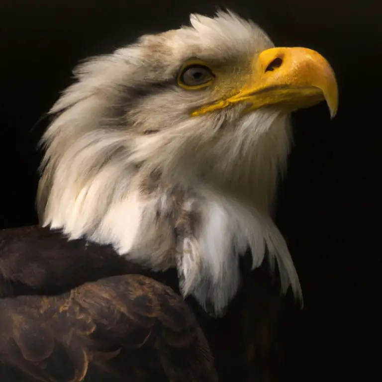 Águila e invertebrados.