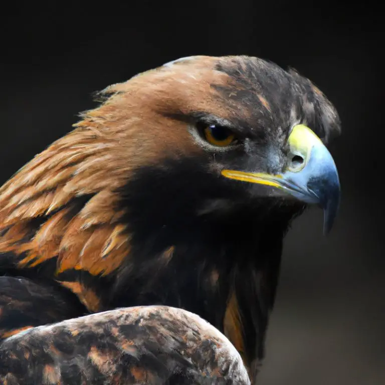 Águila en la nieve.