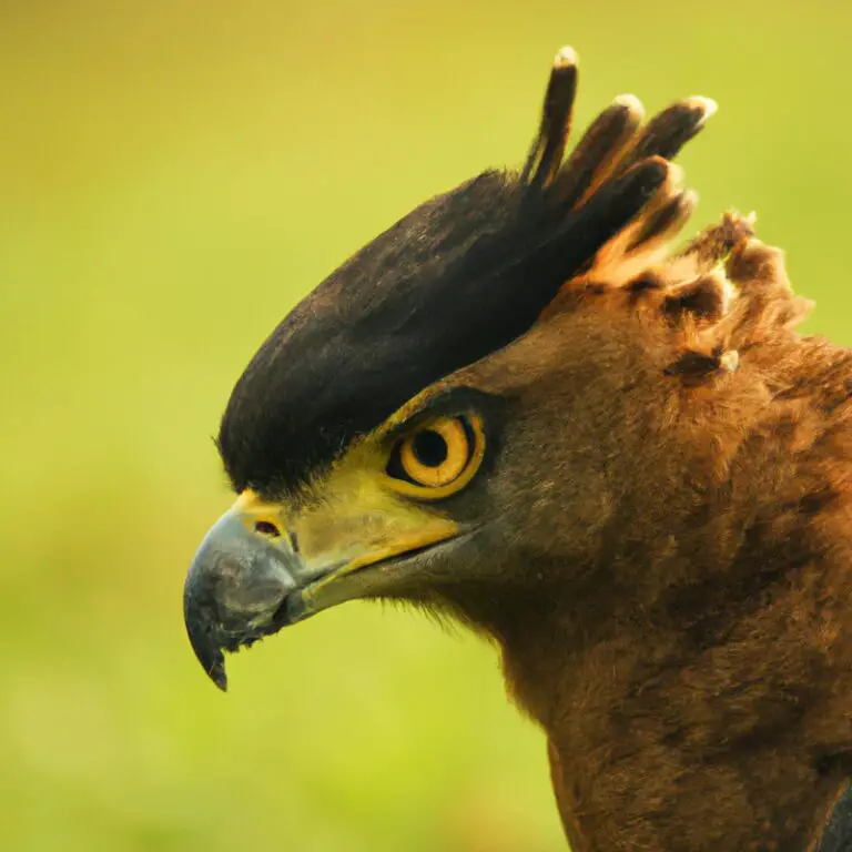 Águila en rama.