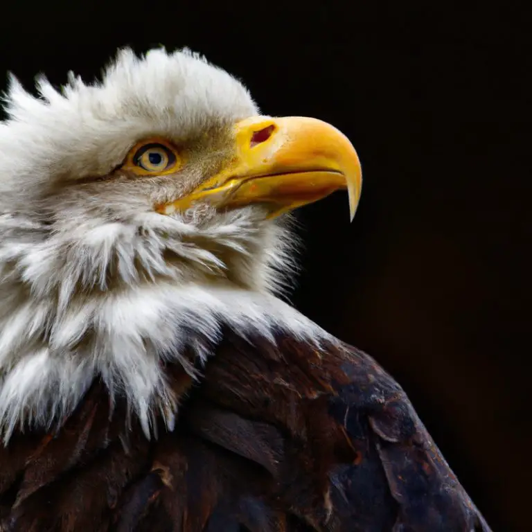 Águila en vuelo.