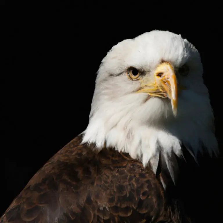 Águila en vuelo.