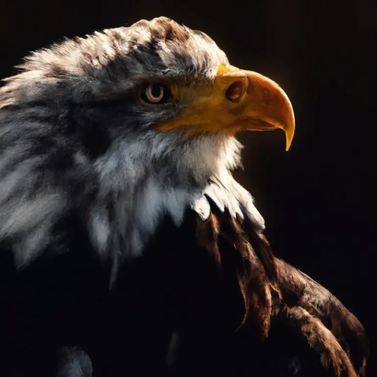 Águila en vuelo.