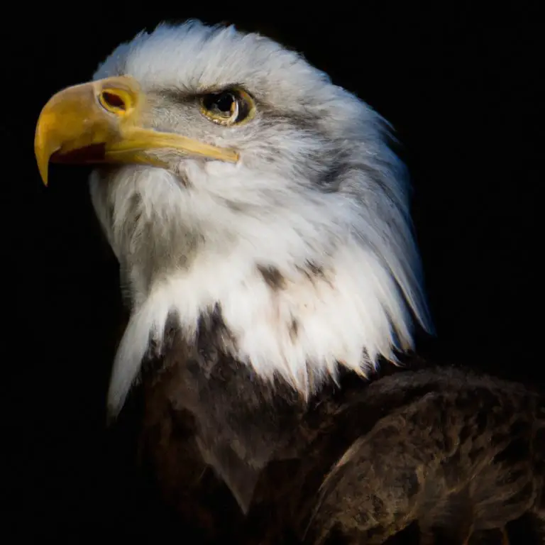 Águila en vuelo.