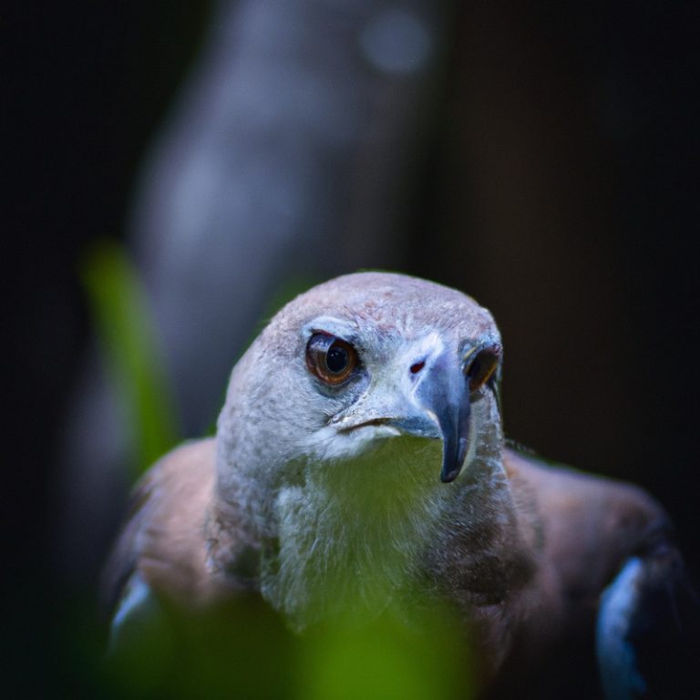 Águila en vuelo.