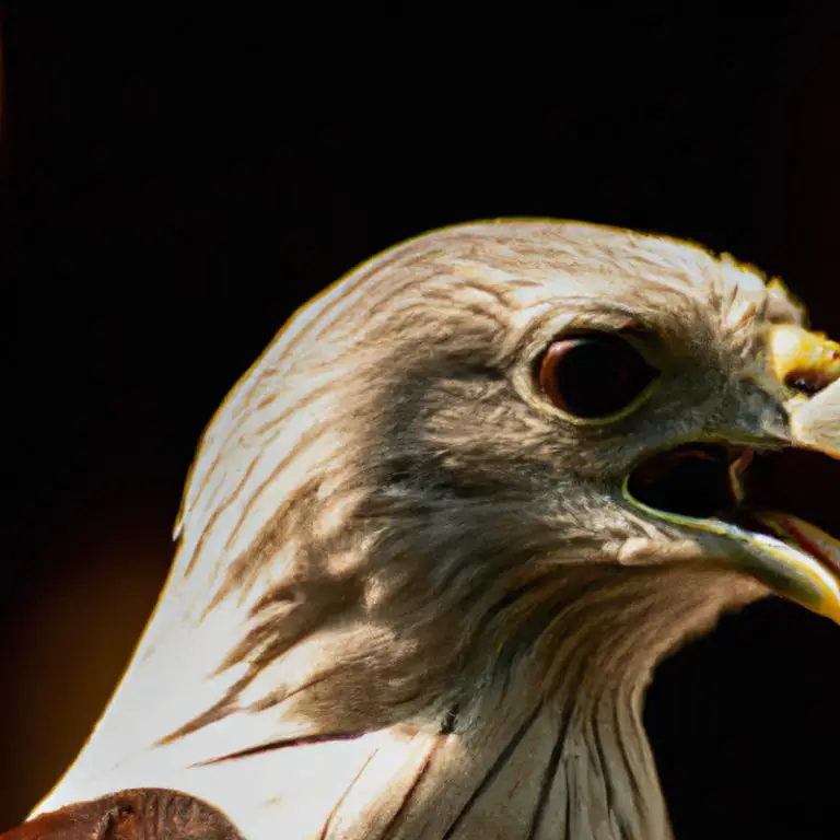 Águila en vuelo.