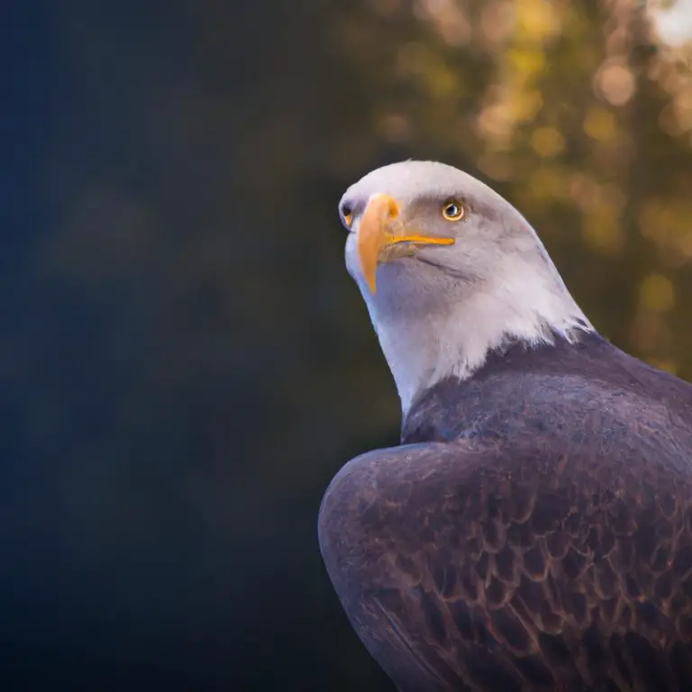 Águila en vuelo.