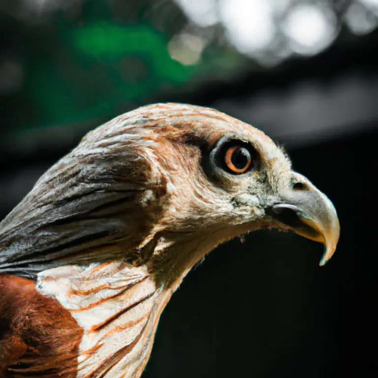 Águila en vuelo.