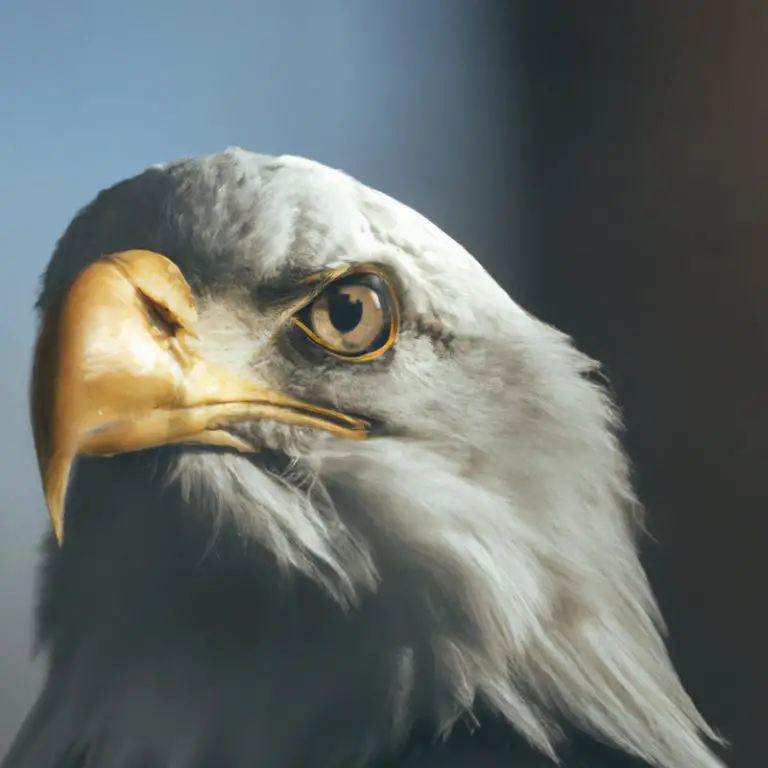 Aguila en vuelo.