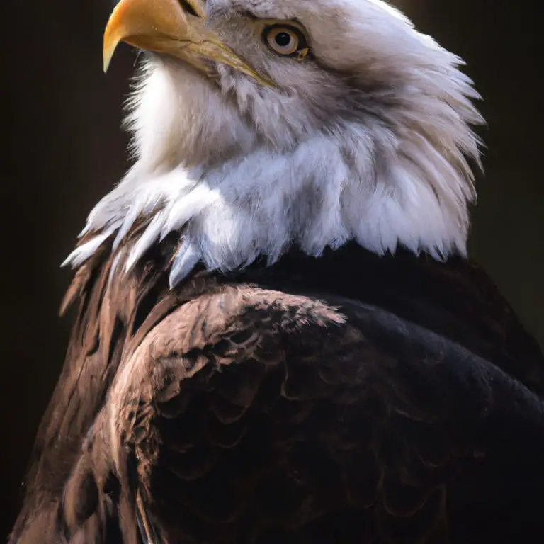 Águila en vuelo.