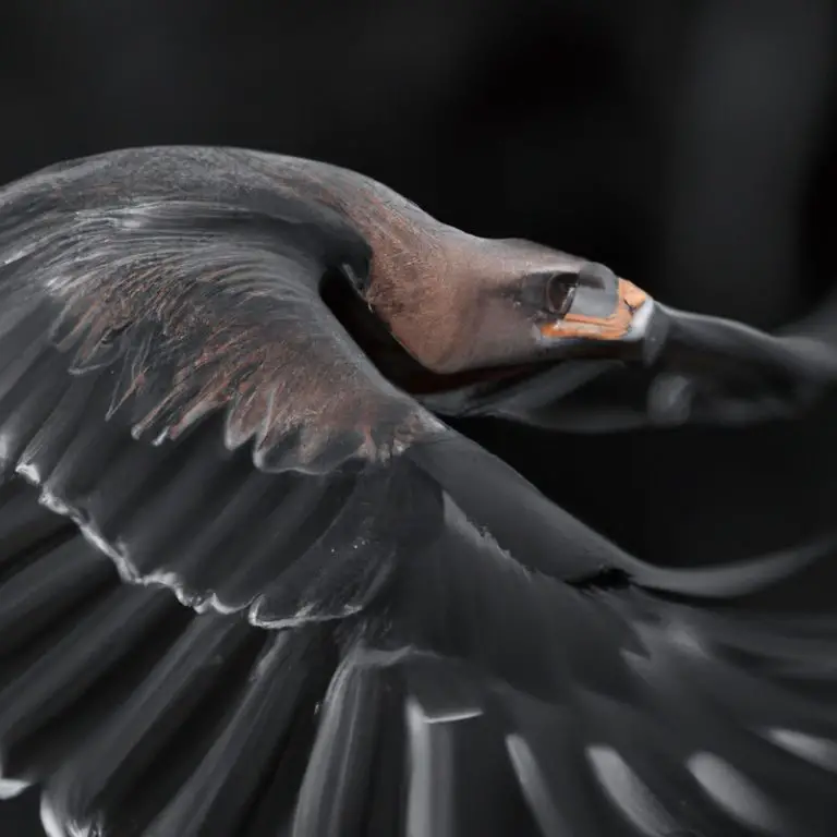 Águila en vuelo.