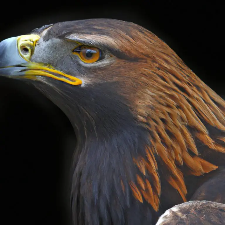 Águila en vuelo.