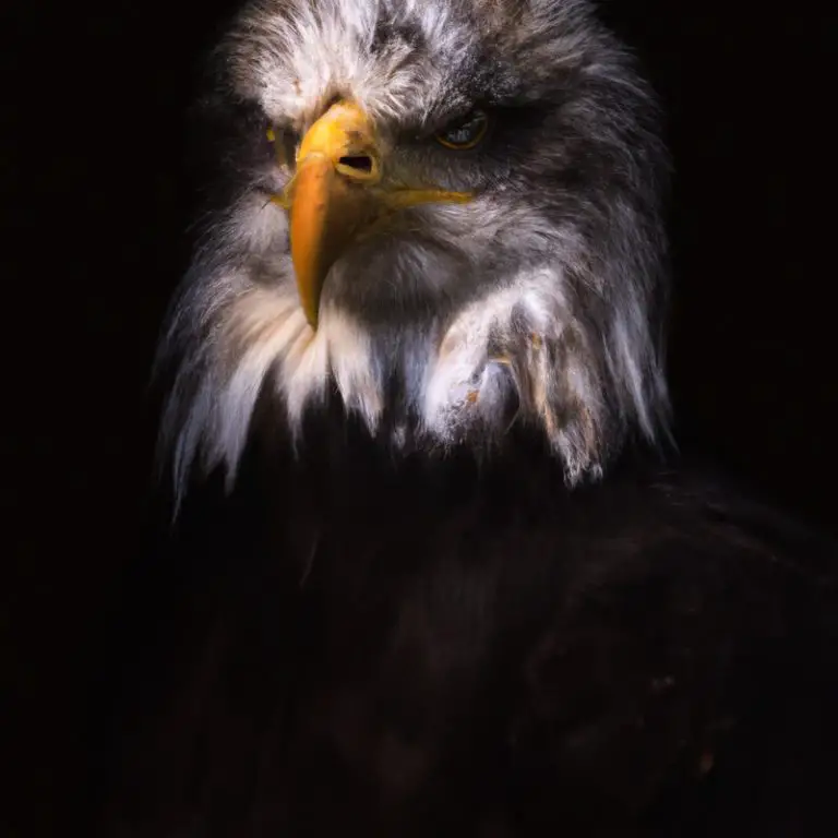 Águila en vuelo.