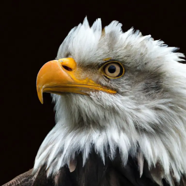 Águila en vuelo.