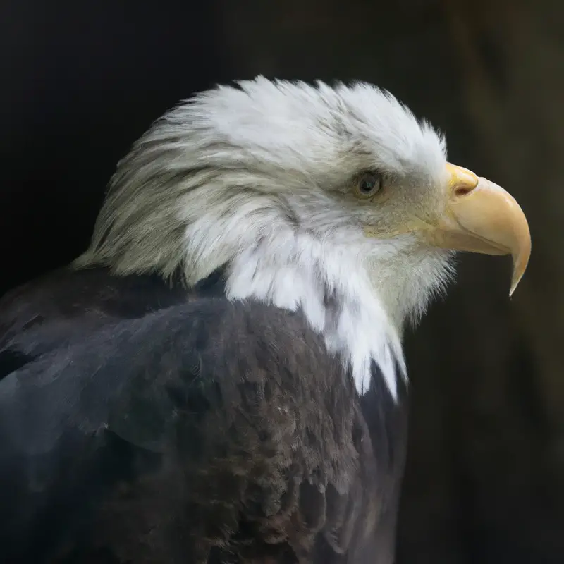 Águila hambrienta.