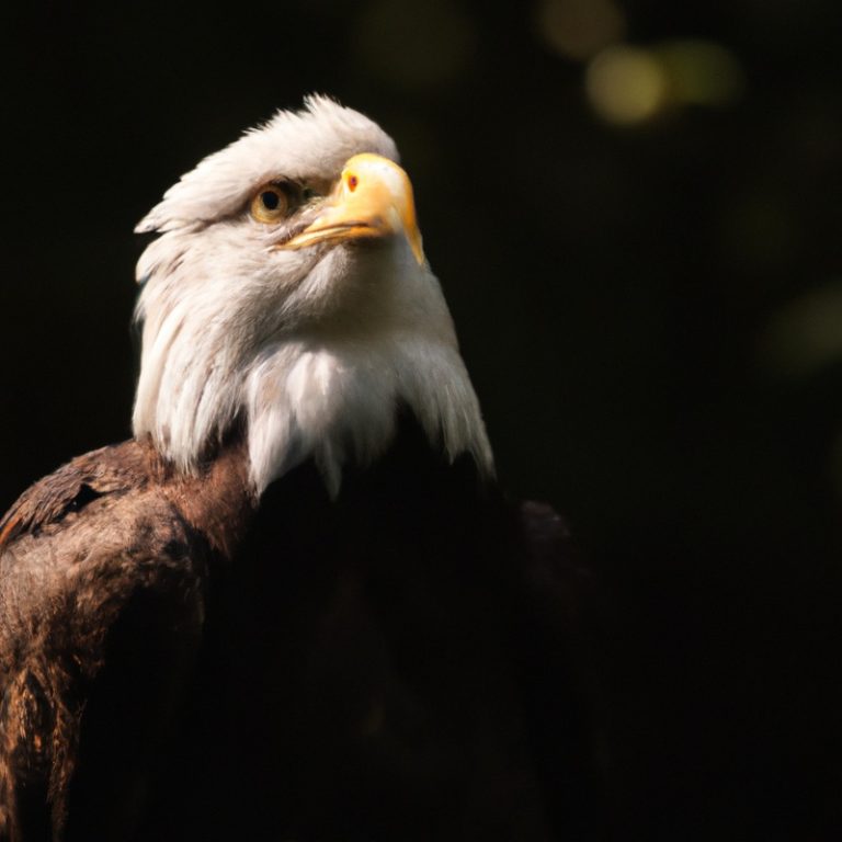 Águila imperial.