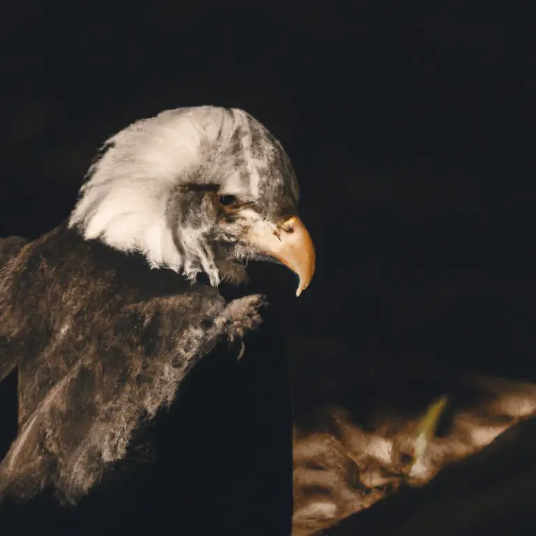 Águila migratoria en vuelo.