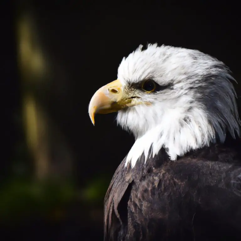 Águila olfateando.