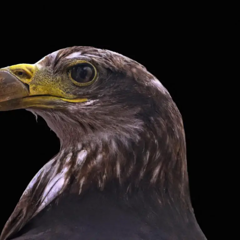 Águila protegiendo nido.