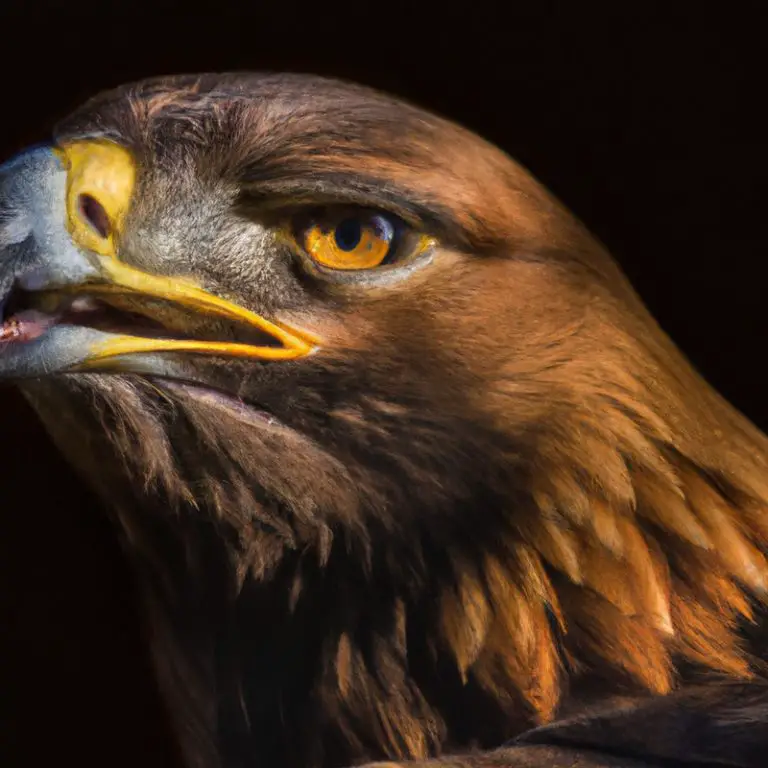 Águila real anidando.