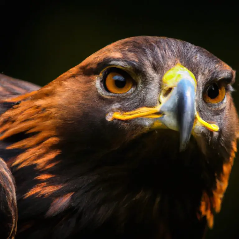 Águila real anidando.