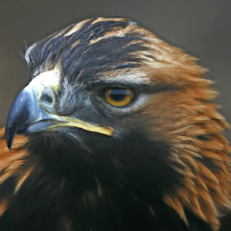 Águila real carroña.