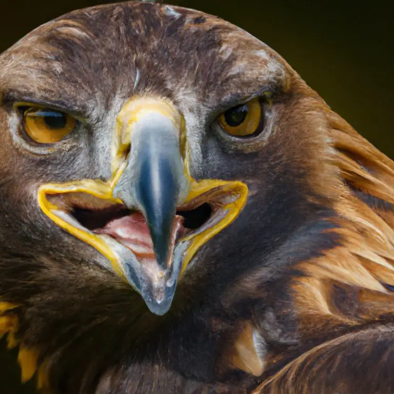 Águila real cazando.