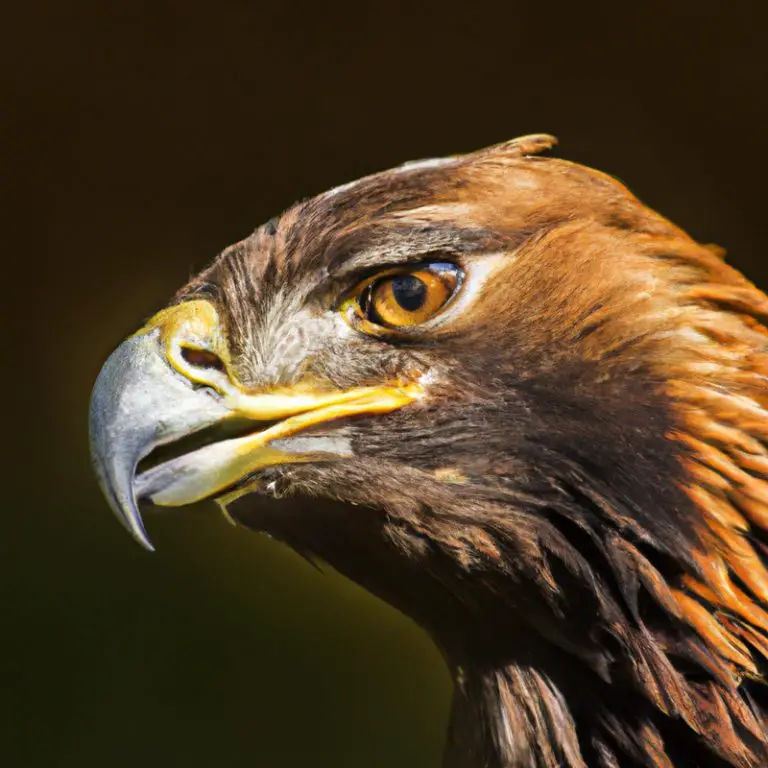 Águila real cazando.