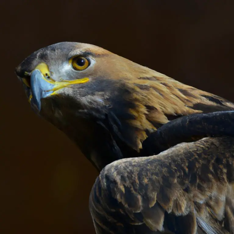 Águila real cazando.