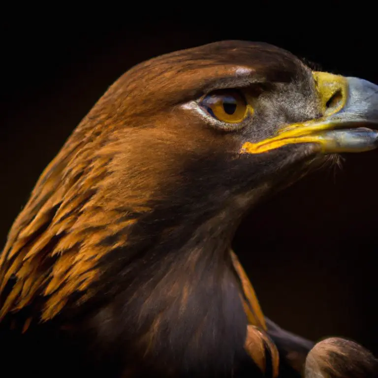 Águila real cuidando herido.