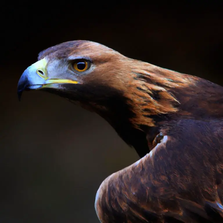 Águila real emplumando.