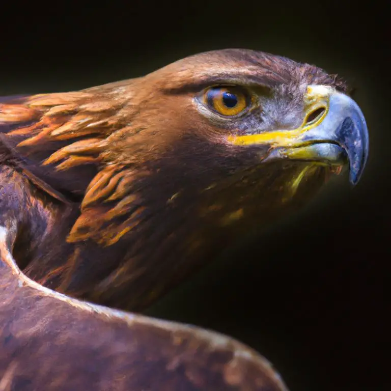 Águila real nadando.