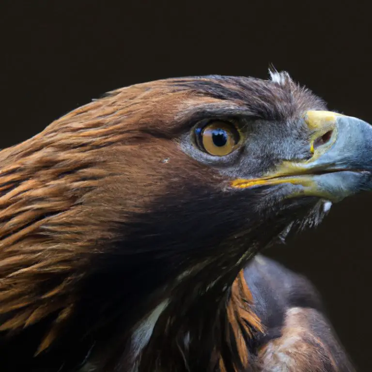 Águila real volando.