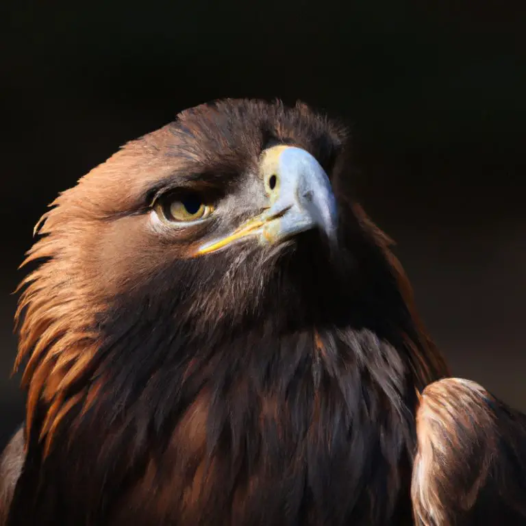 Águila real volando.