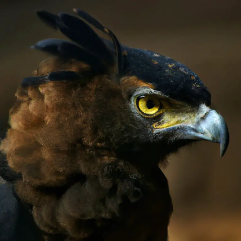 Águila volando.