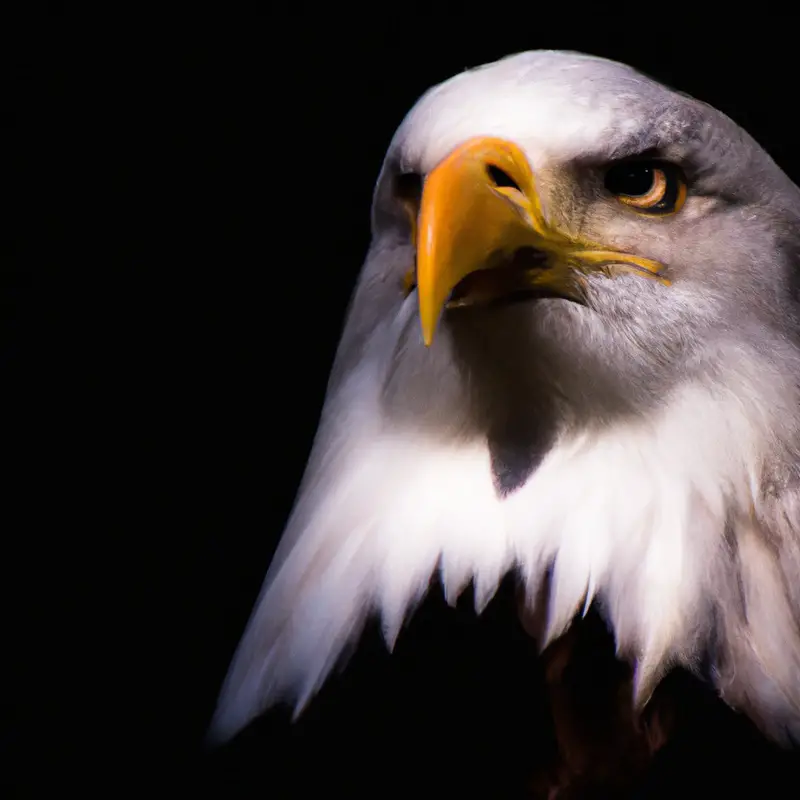 Águila volando.